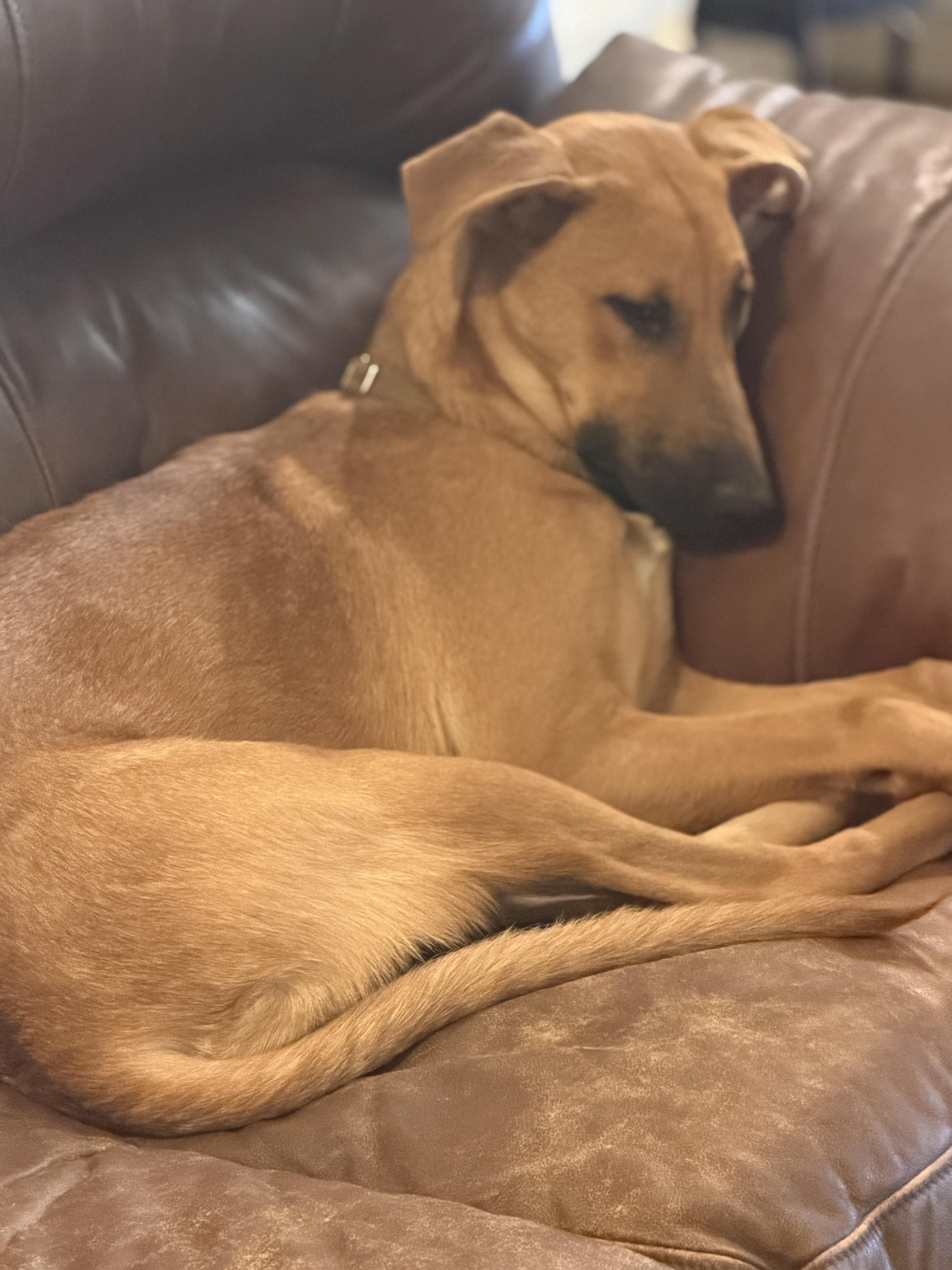 Enlarge Elsa, a Adoptable mixed breed in Gilbert, AZ image 6/6