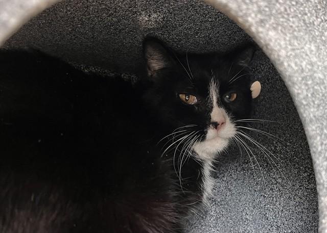 Enlarge JACKSON, a Adoptable Domestic Short Hair in Colorado Springs, CO image 1/1