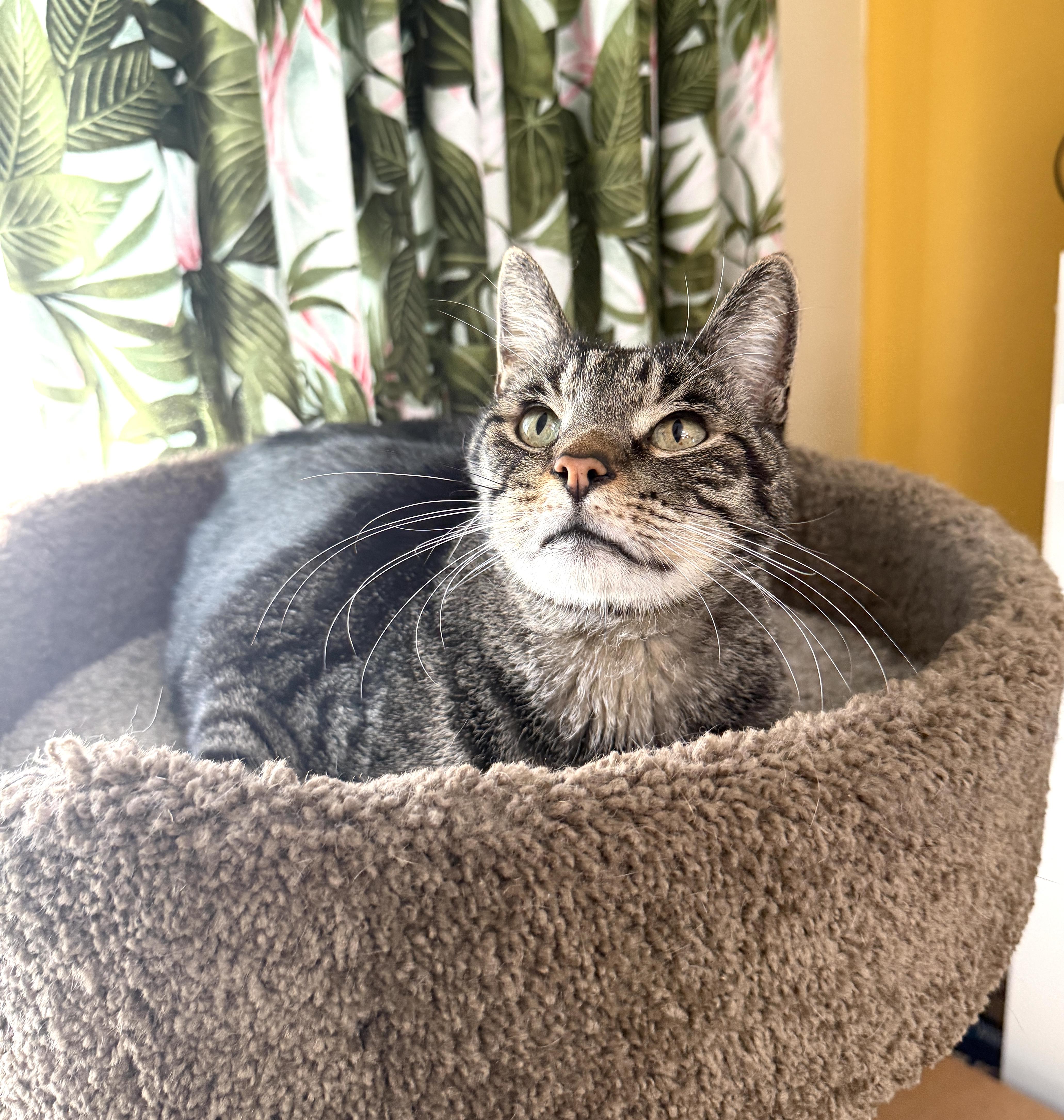 Zamboni, a Adoptable Domestic Short Hair in Orange, CA image 2/3