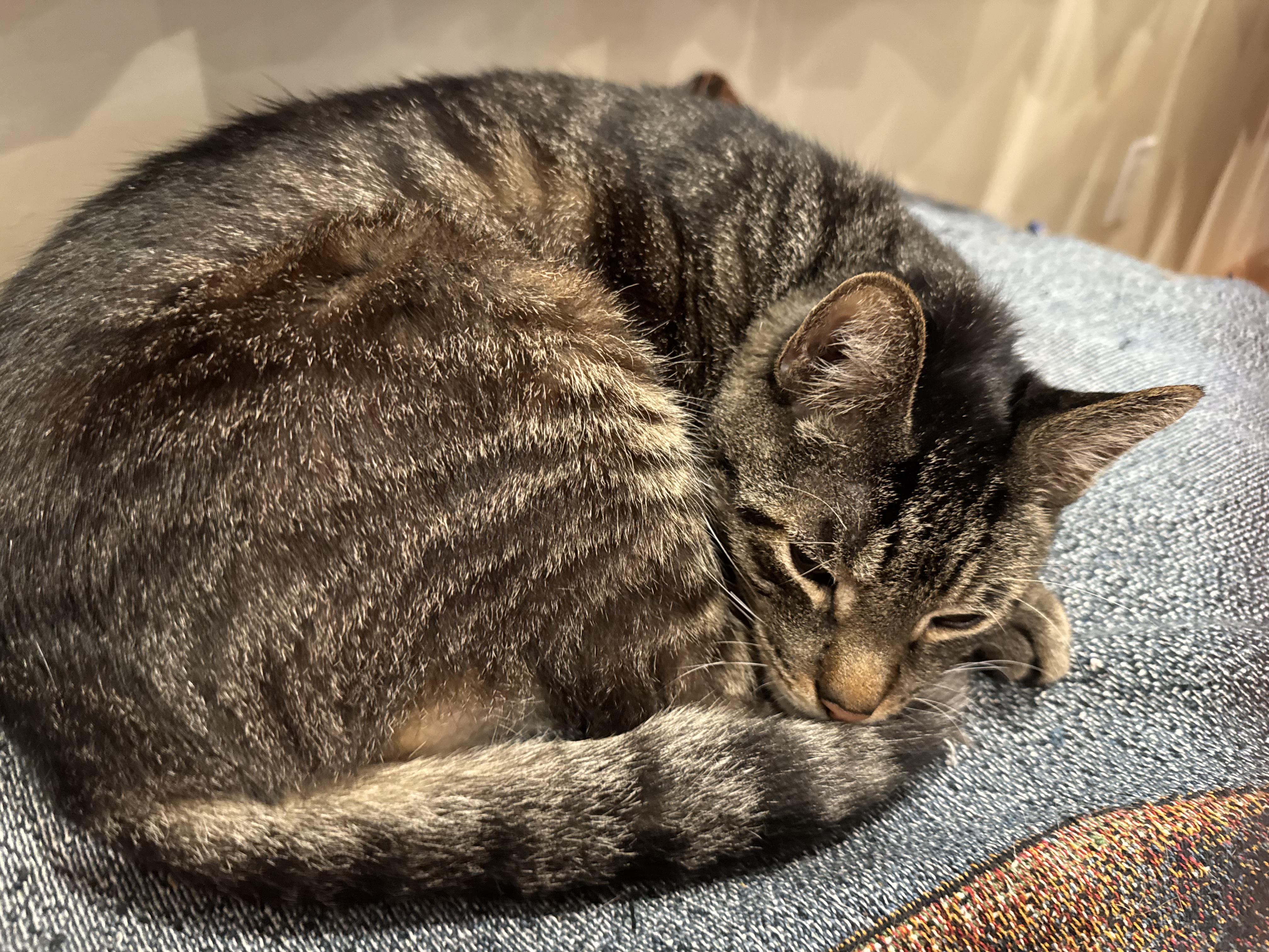 Zamboni, Adoptable, Senior Male Domestic Short Hair.