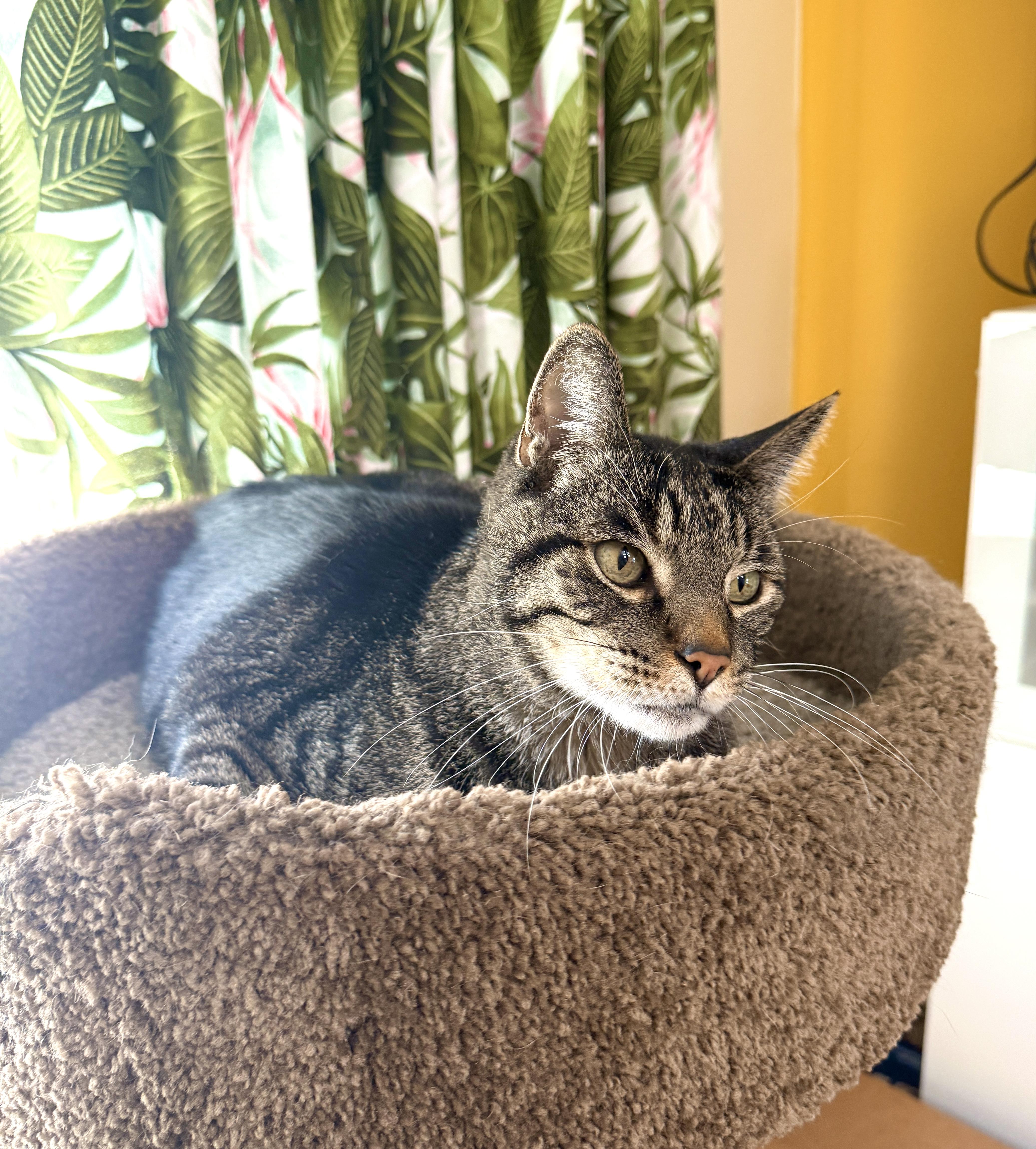 Zamboni, a Adoptable Domestic Short Hair in Orange, CA image 3/3