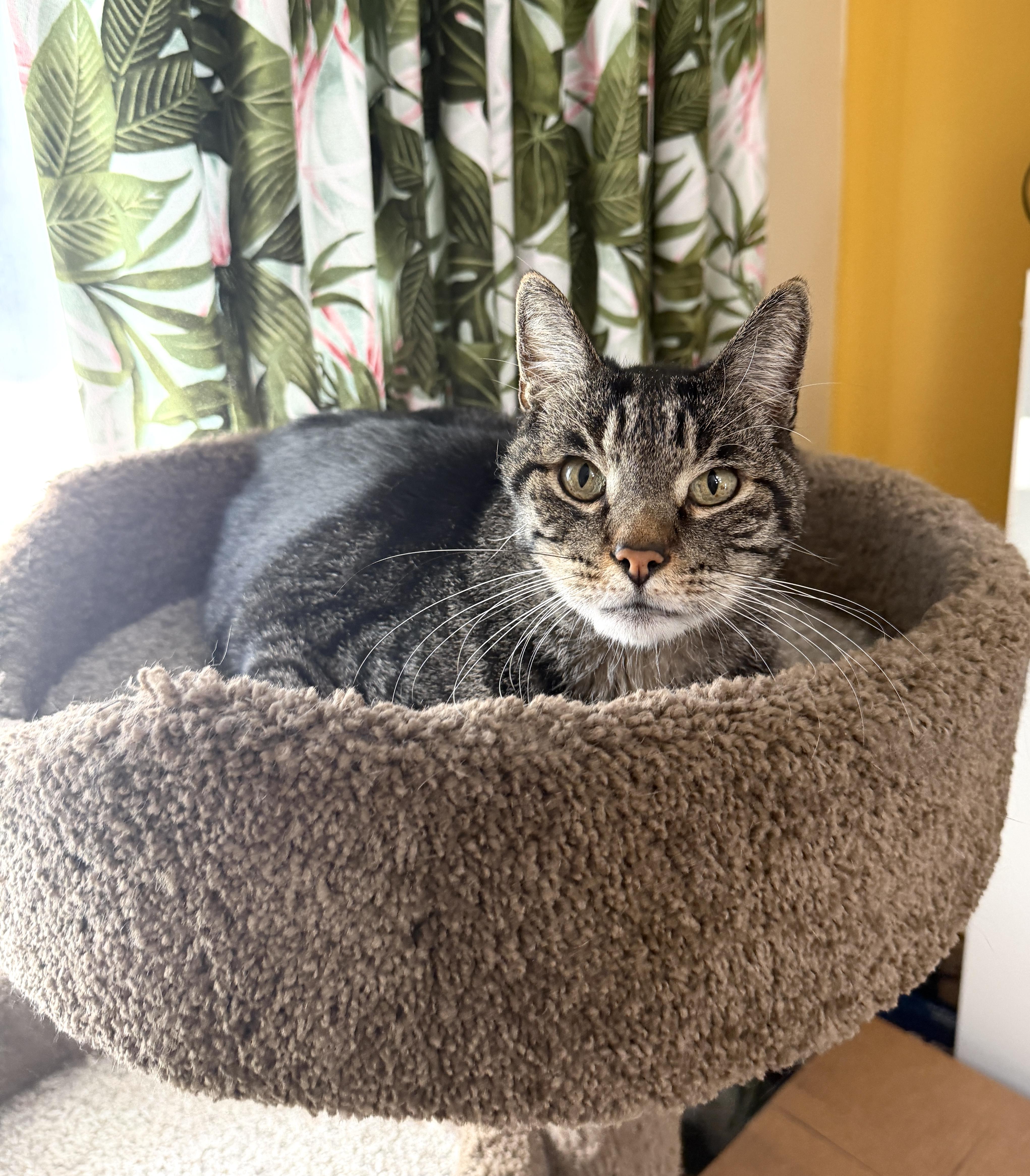 Zamboni, a Adoptable Domestic Short Hair in Orange, CA image 1/3