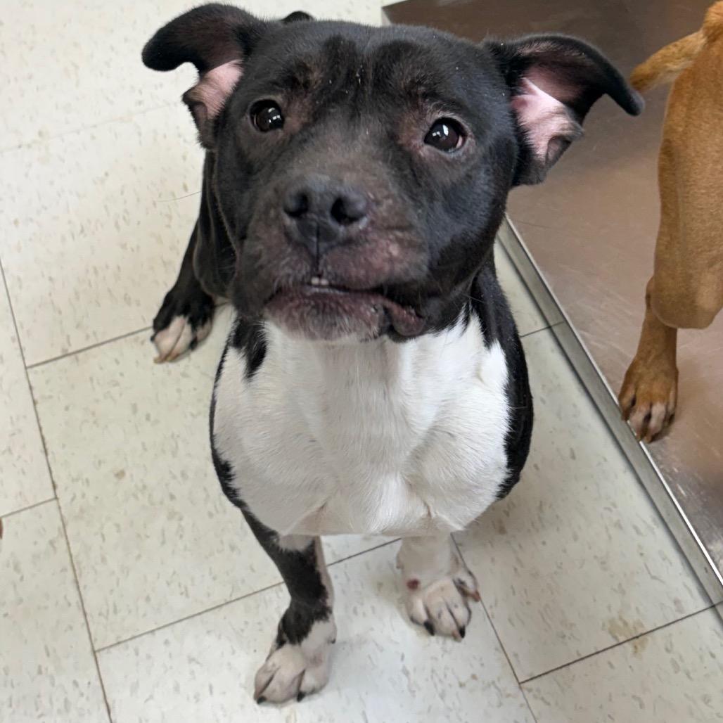 Carolyn, Adoptable, Adult Female Mixed Breed.