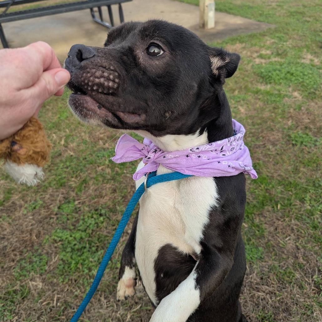 Enlarge Carolyn, a Adoptable Mixed Breed in Columbiana, AL image 3/6