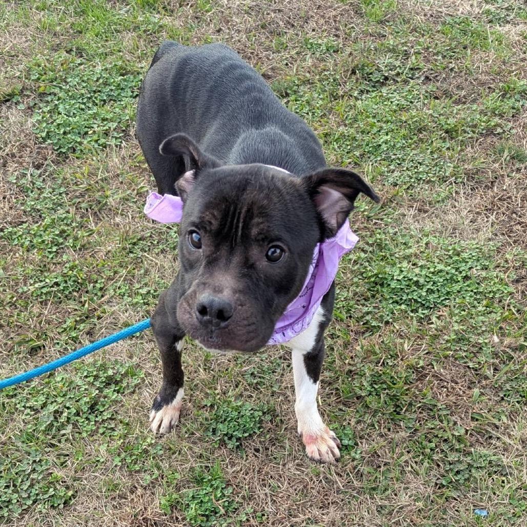 Enlarge Carolyn, a Adoptable Mixed Breed in Columbiana, AL image 4/6