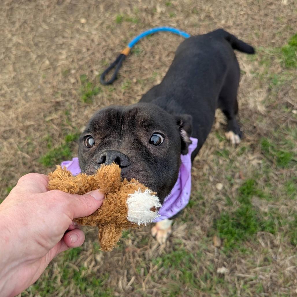 Enlarge Carolyn, a Adoptable Mixed Breed in Columbiana, AL image 5/6