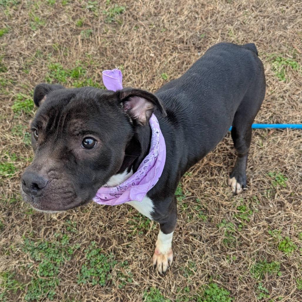 Enlarge Carolyn, a Adoptable Mixed Breed in Columbiana, AL image 6/6