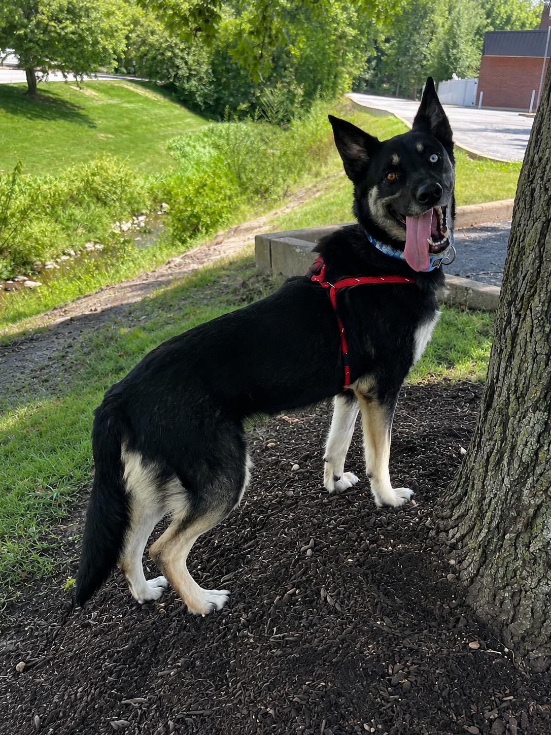 Luna, ADOPTABLE, Young Female German Shepherd Dog & Husky.