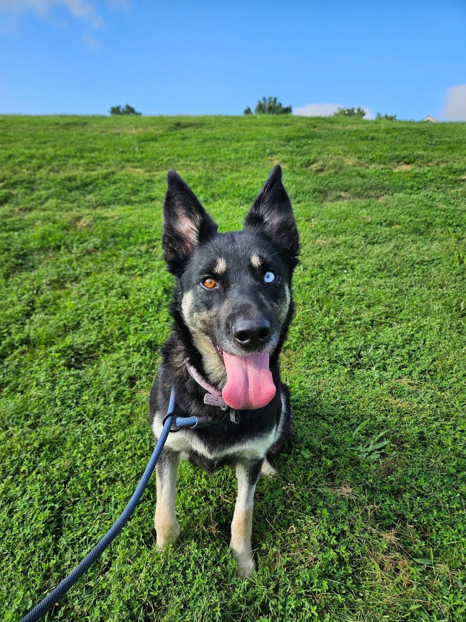 Luna, a ADOPTABLE mixed breed in Chesterfield, MO image 3/6