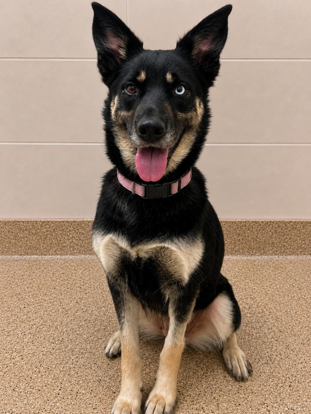 Luna, a ADOPTABLE mixed breed in Chesterfield, MO image 6/6