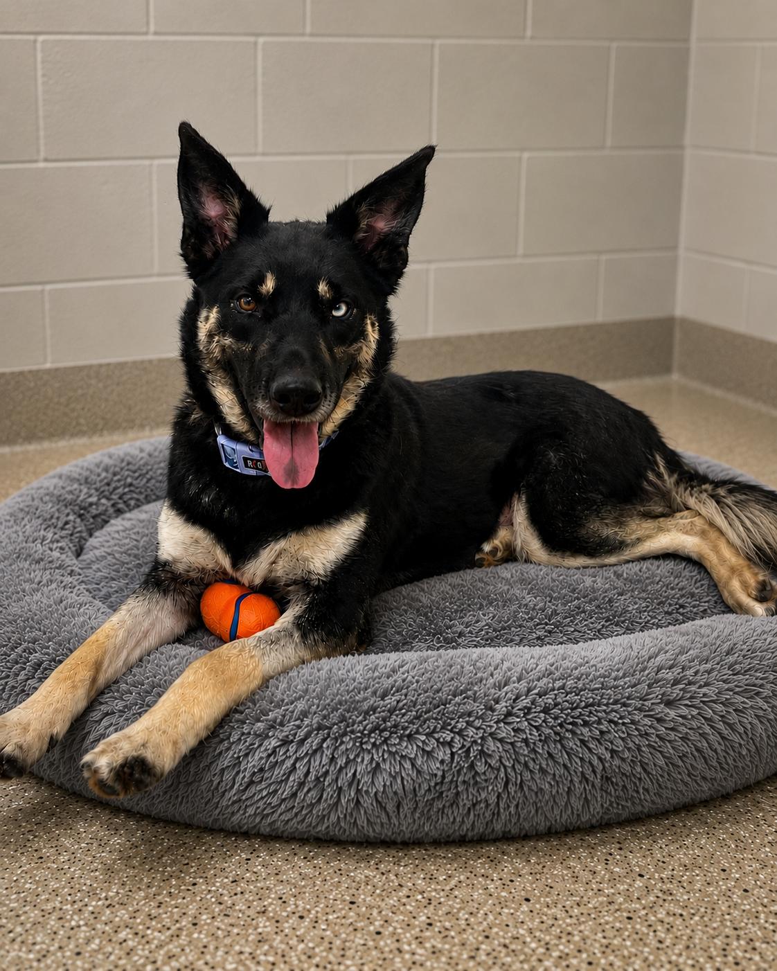 Luna, a ADOPTABLE mixed breed in Chesterfield, MO image 5/6
