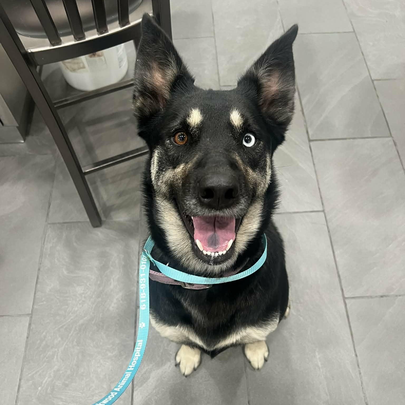 Luna, ADOPTABLE, Adult Female German Shepherd Dog & Husky.