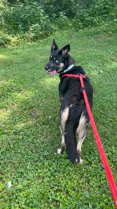 Enlarge Luna, a ADOPTABLE mixed breed in Chesterfield, MO video 4/6