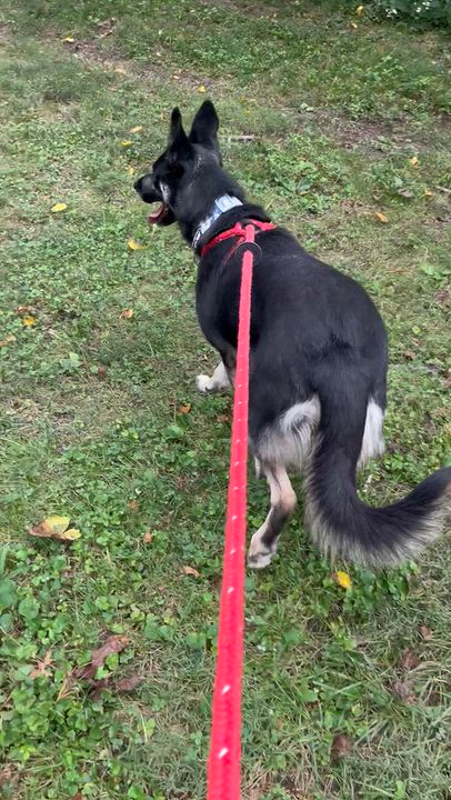 Enlarge Luna, a Adoptable mixed breed in Chesterfield, MO video 4/6
