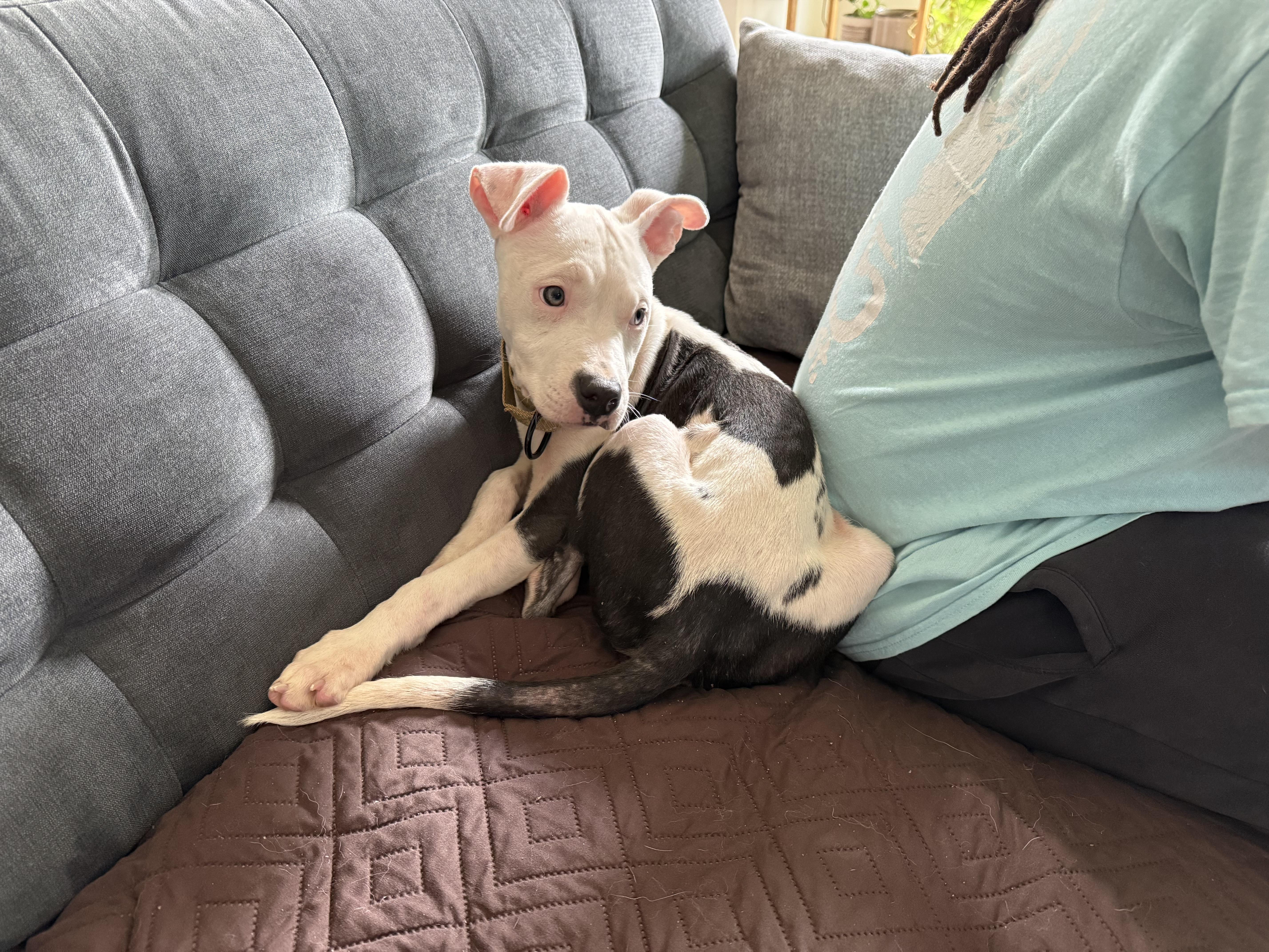 Enlarge Ruby, a Adoption Pending mixed breed in Richmond, VA image 4/5