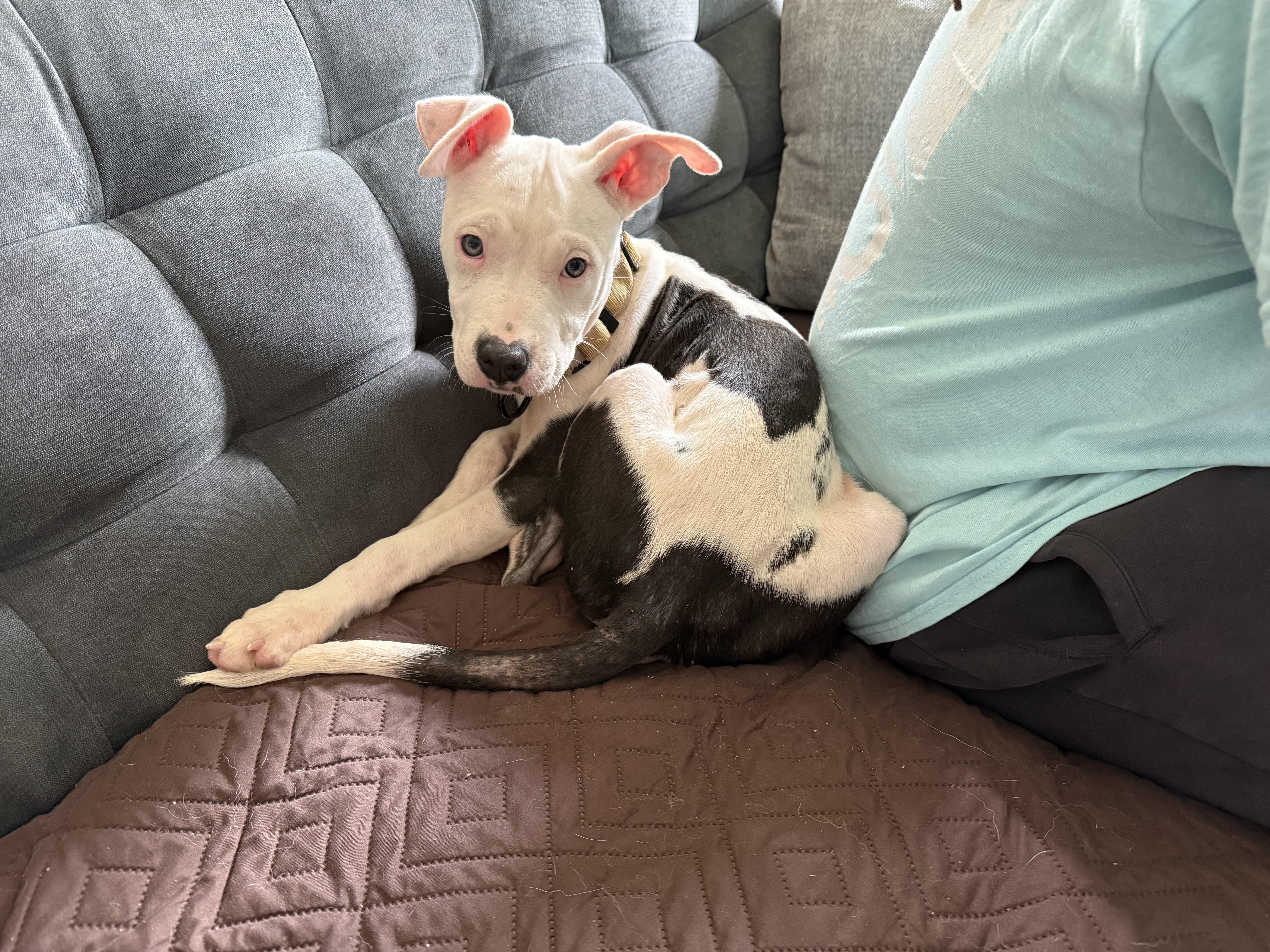 Enlarge Ruby, a Adoption Pending mixed breed in Richmond, VA image 3/5
