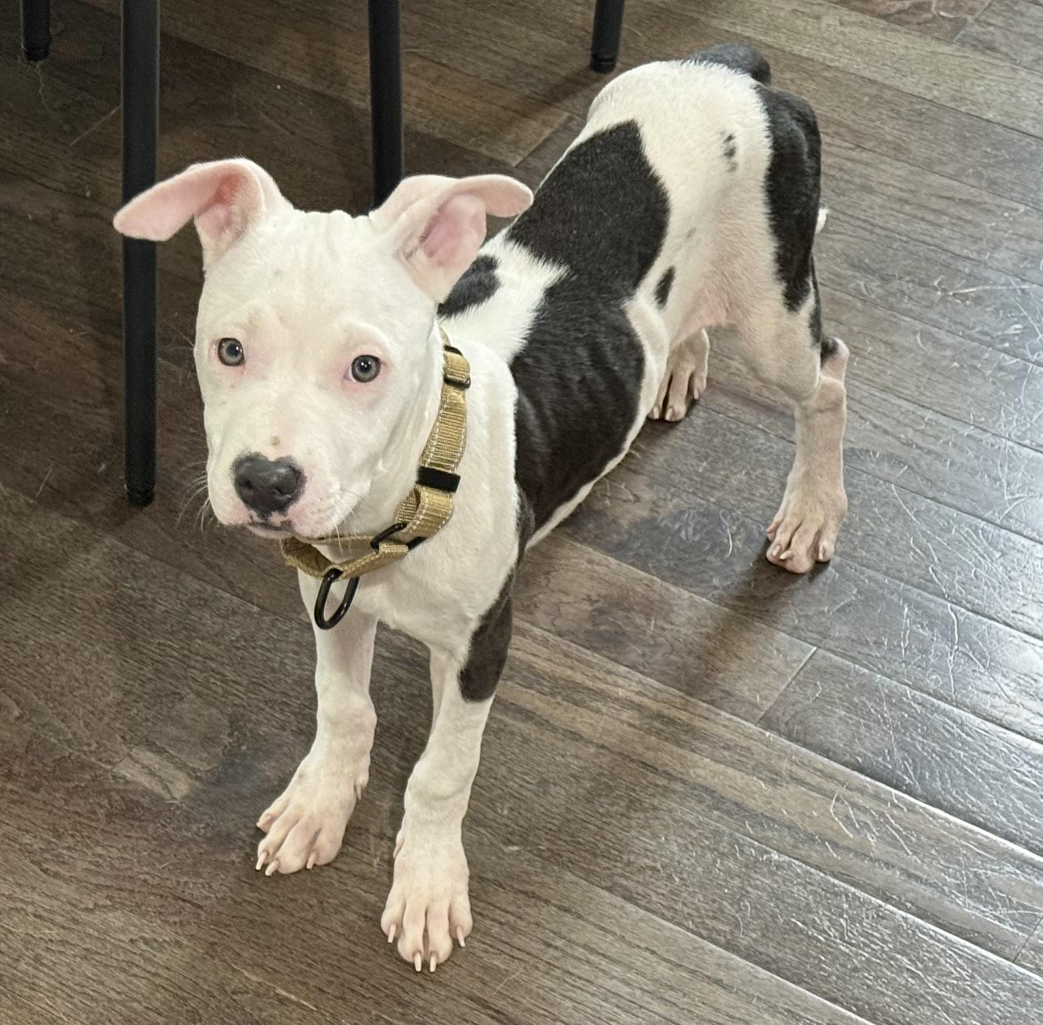 Enlarge Ruby, a Adoption Pending mixed breed in Richmond, VA image 5/5