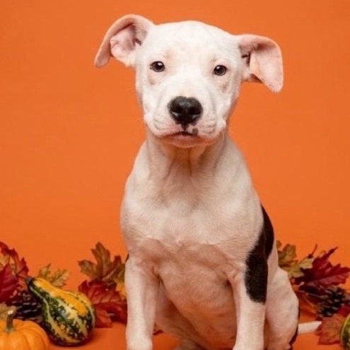 Enlarge Ruby, a Adoption Pending mixed breed in Richmond, VA image 1/5