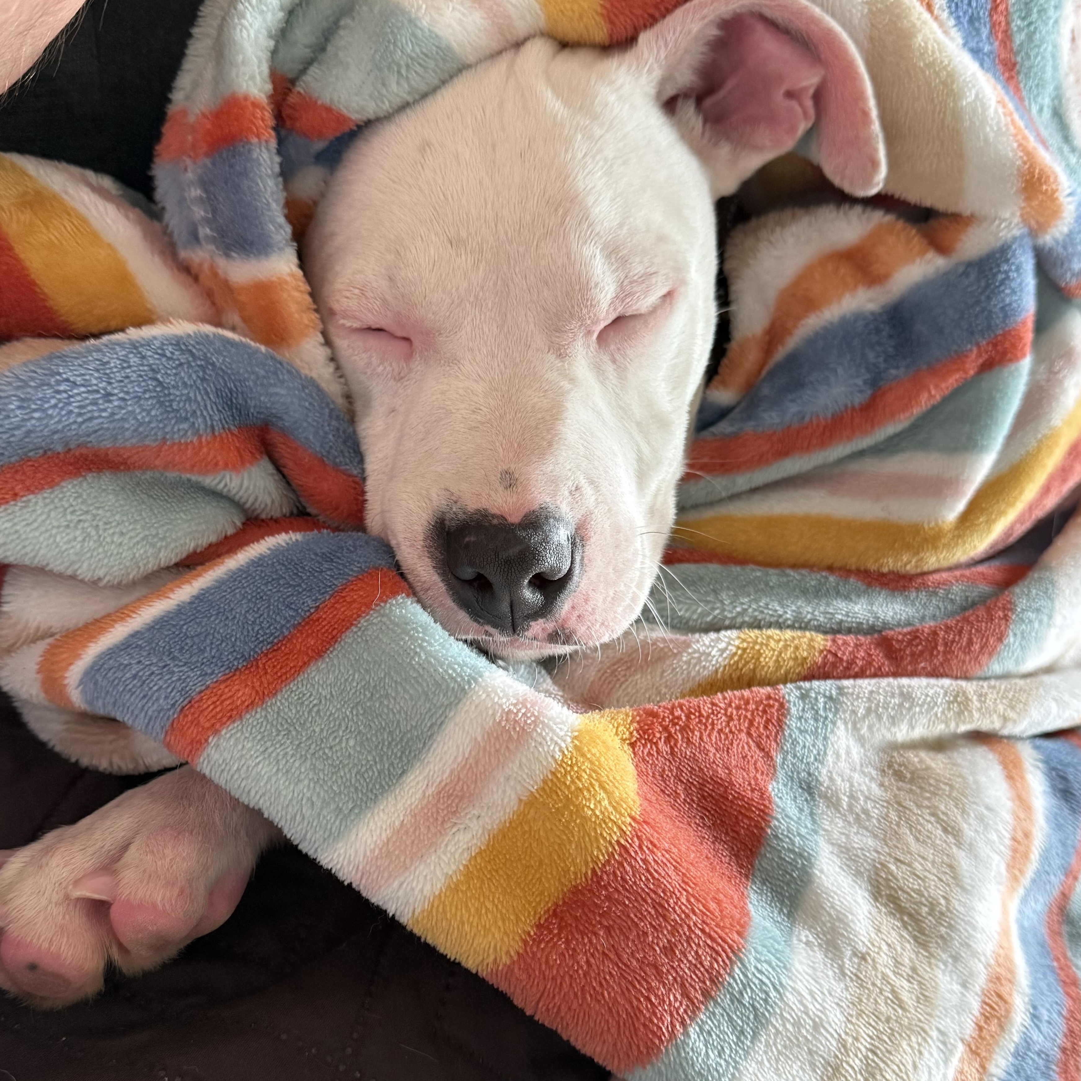Enlarge Ruby, a Adoption Pending mixed breed in Richmond, VA image 2/5