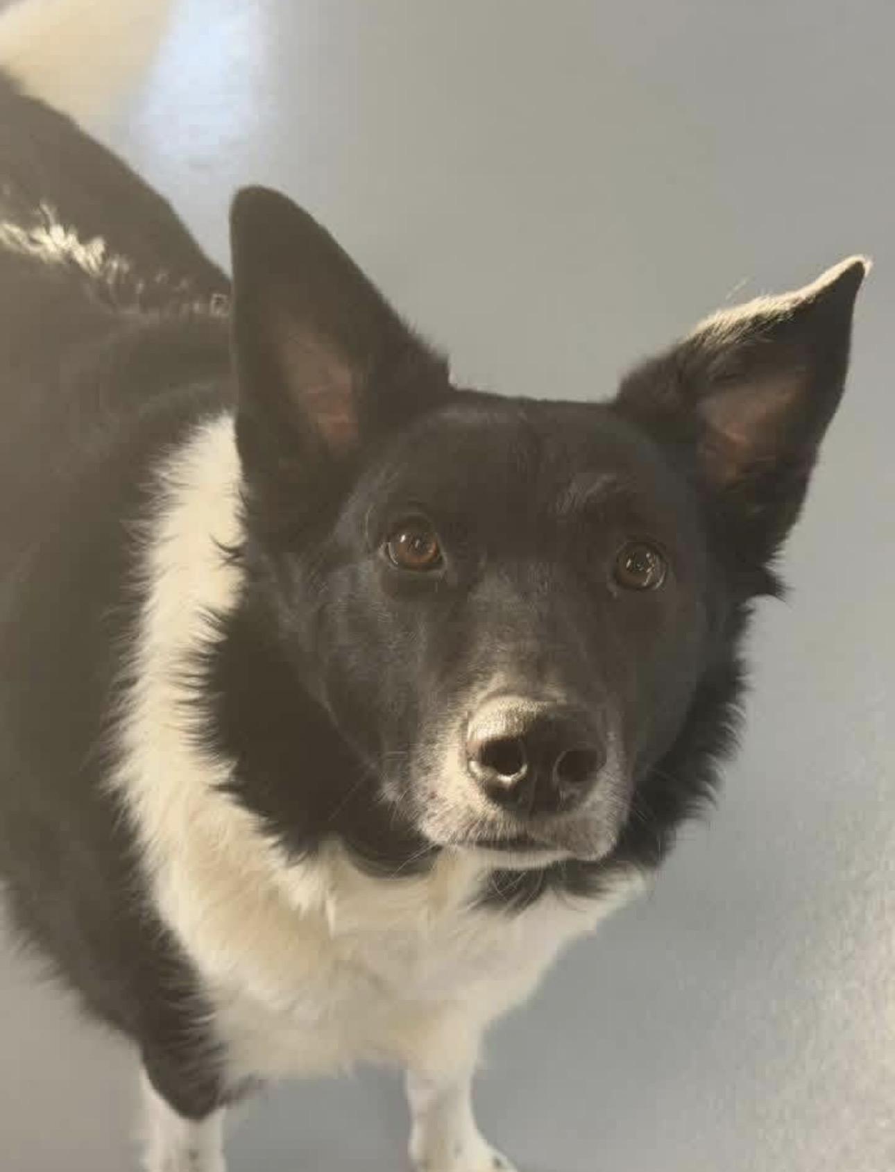 Enlarge Maggie, a ADOPTABLE Border Collie in Kutztown, PA image 3/3