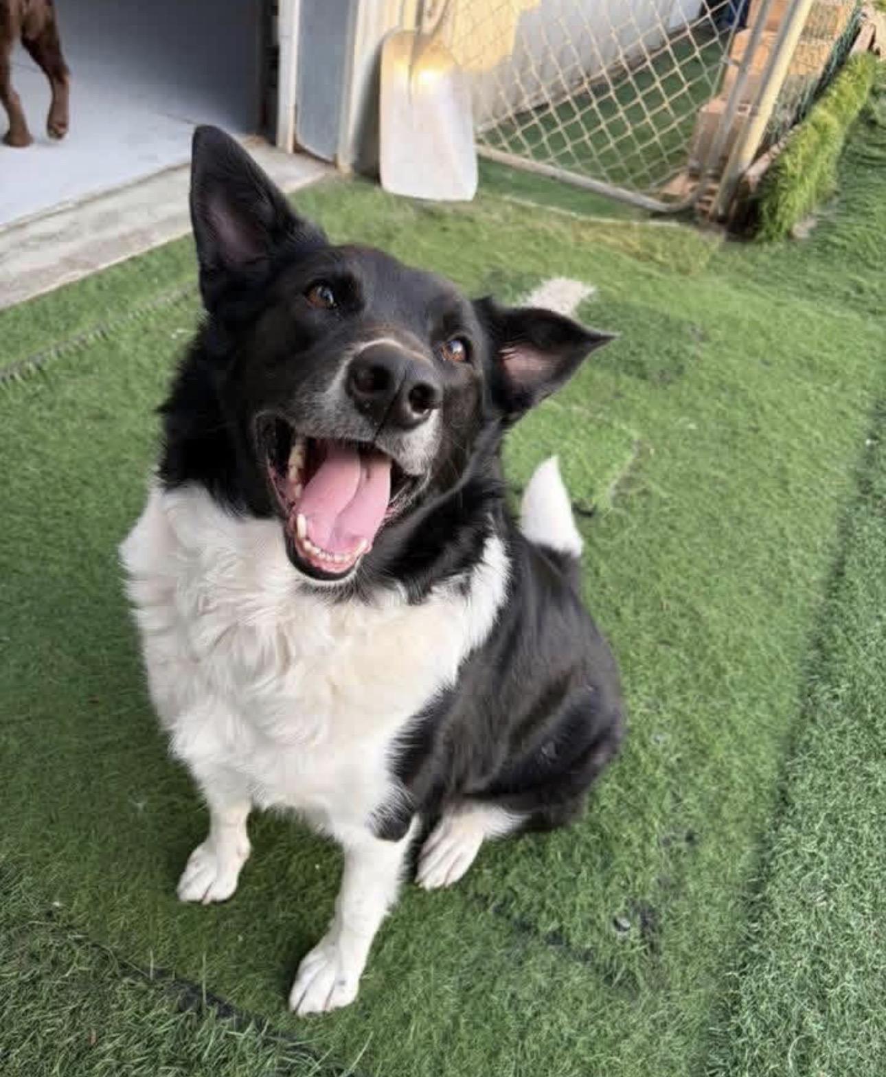 Enlarge Maggie, a ADOPTABLE Border Collie in Kutztown, PA image 1/3