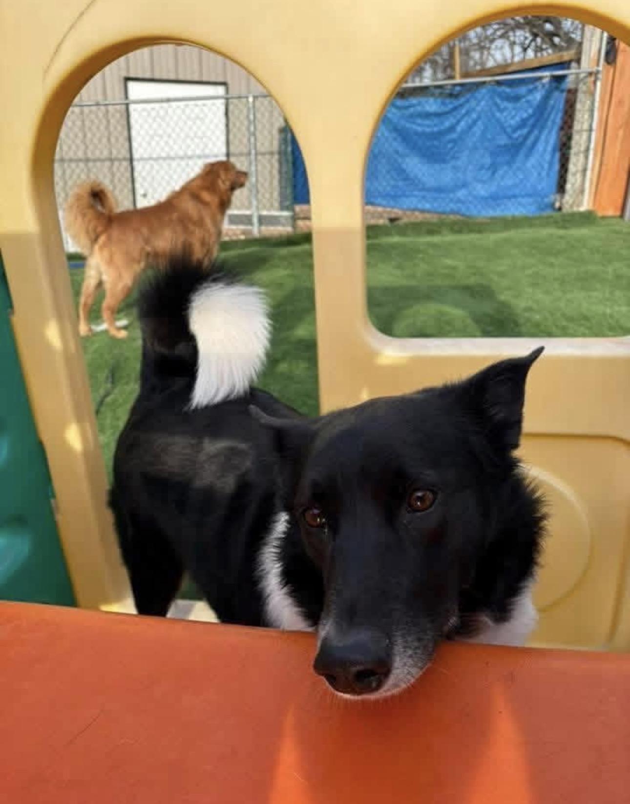 Enlarge Maggie, a ADOPTABLE Border Collie in Kutztown, PA image 2/3