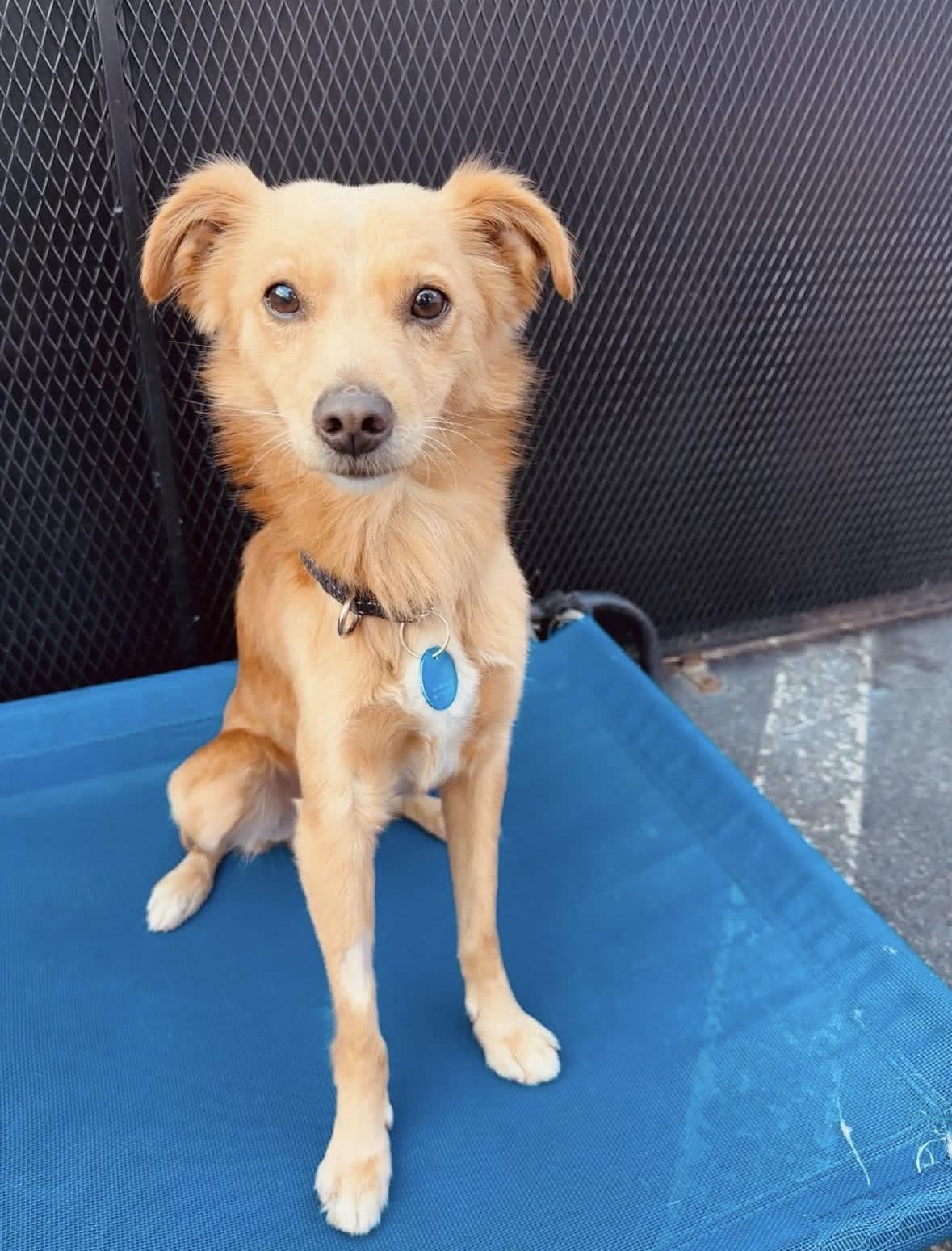 Alfie, adoptable, Adult Male Spaniel.