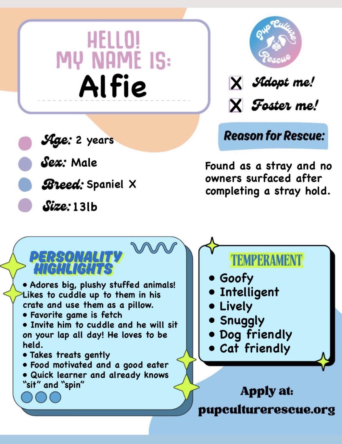 Enlarge Alfie, an adoptable mixed breed in Pasadena, CA image 2/4