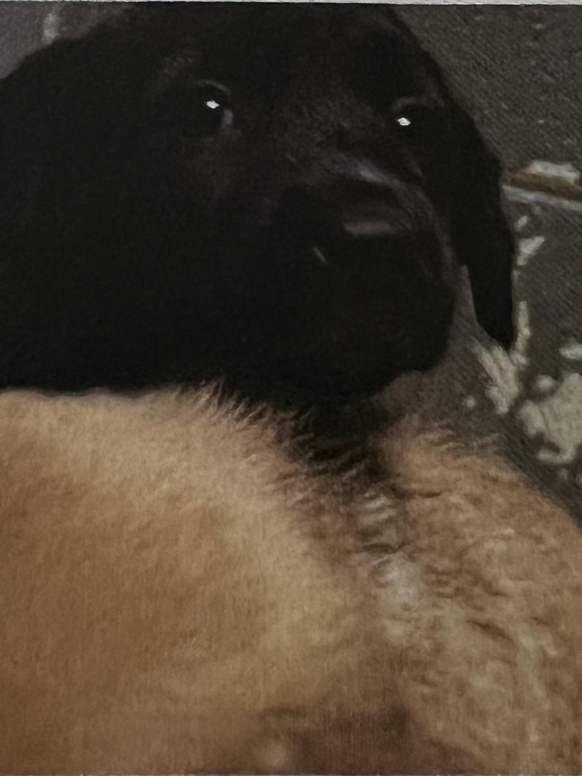 Ridge, adopted, Puppy Female Mastiff.