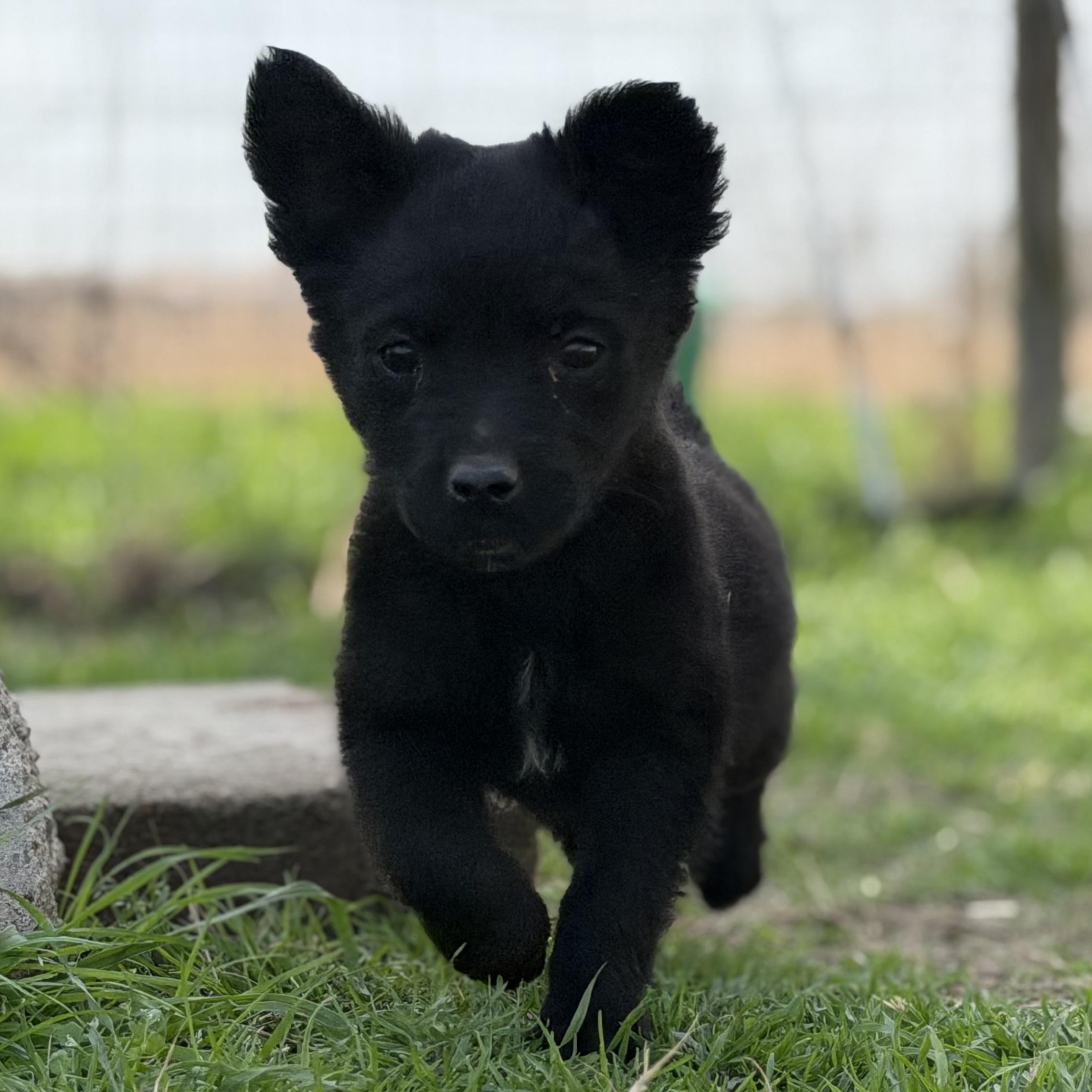 Libra — thumbnail 3