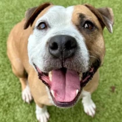 Takota, Adoptable, Adult Female Mixed Breed.