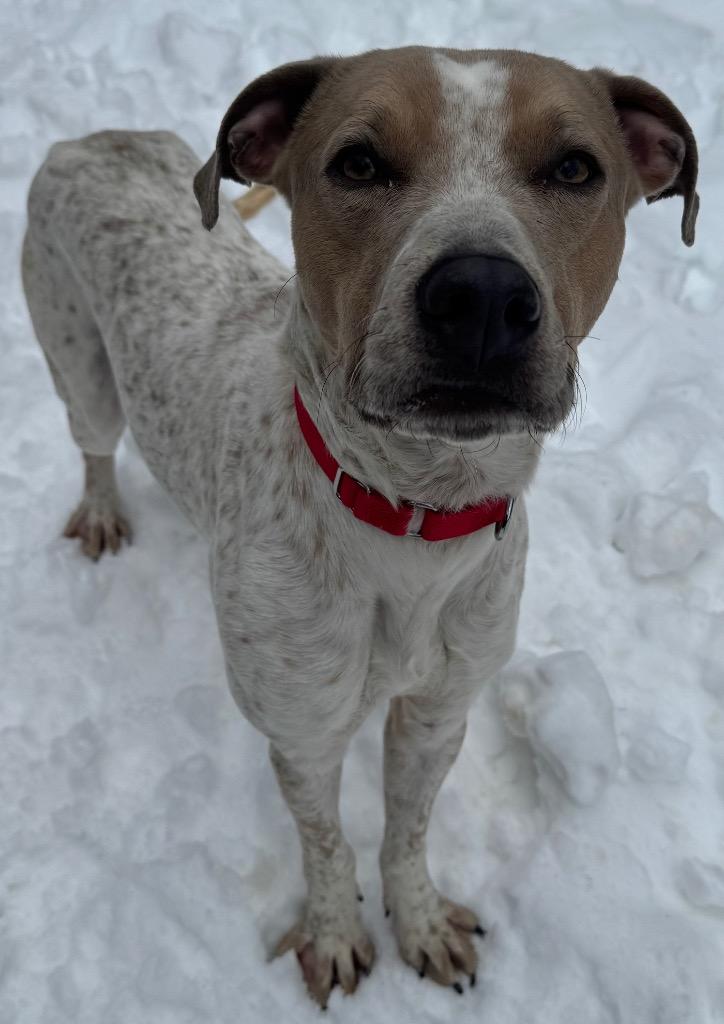 Enlarge Buck, a Adoptable Pointer in Ferndale, NY image 1/1