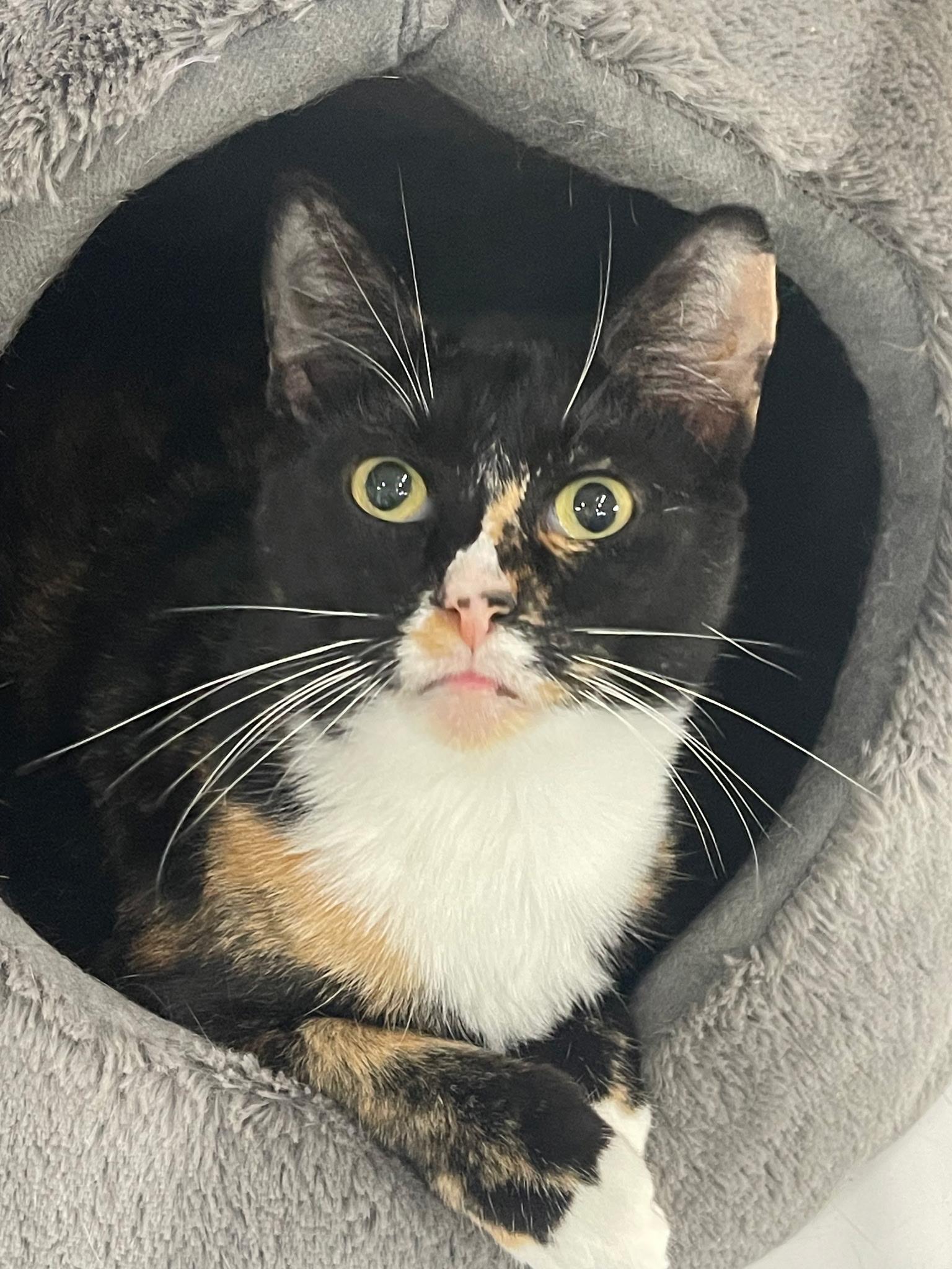 Enlarge Tiffy, a Adoptable mixed breed in Boston, MA image 2/5