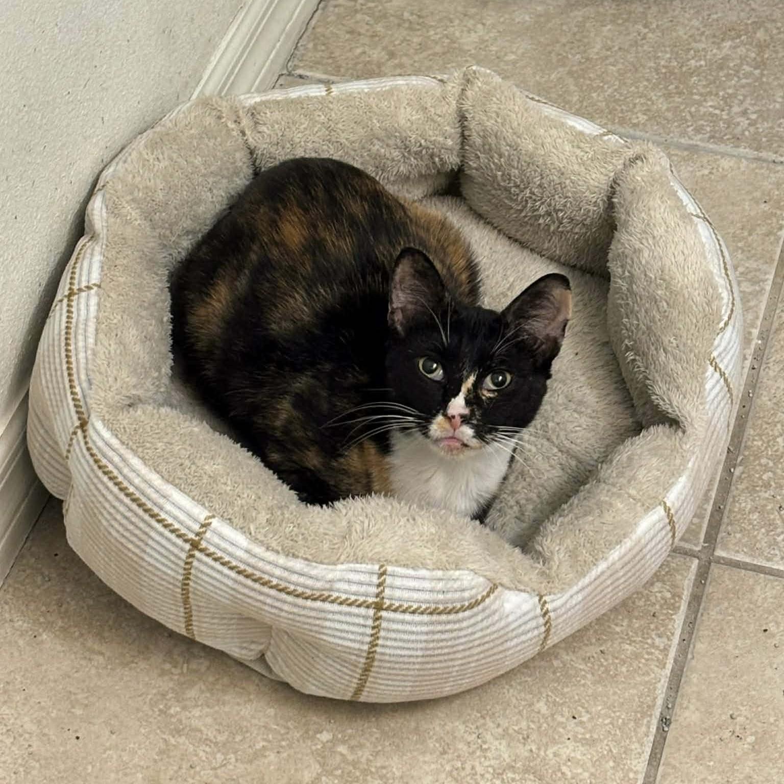 Enlarge Tiffy, a Adoptable mixed breed in Boston, MA image 3/5