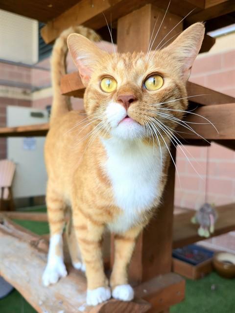 WALDO, Adoptable, Young Male Domestic Short Hair.