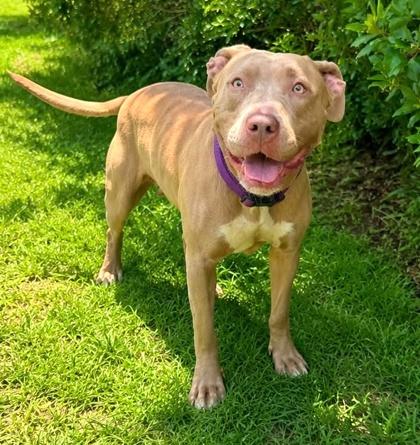 Luna, a Adoptable mixed breed in Palm Coast, FL image 1/3