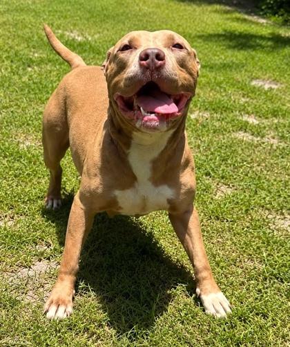 Luna, a Adoptable mixed breed in Palm Coast, FL image 2/3