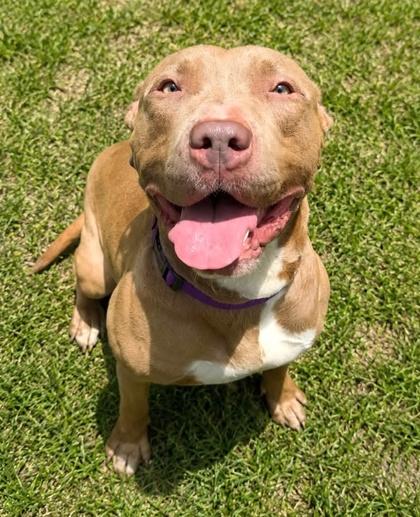 Luna, a Adoptable mixed breed in Palm Coast, FL image 3/3