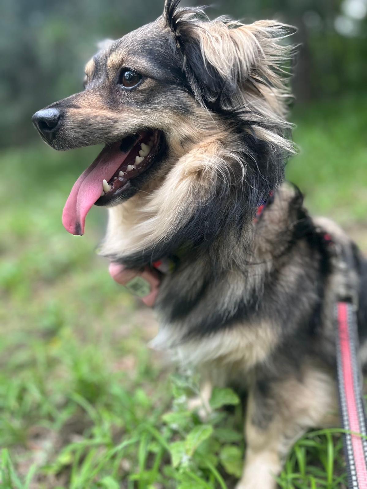 Jasmine, a ADOPTABLE Mixed Breed in Vancouver, BC image 1/4