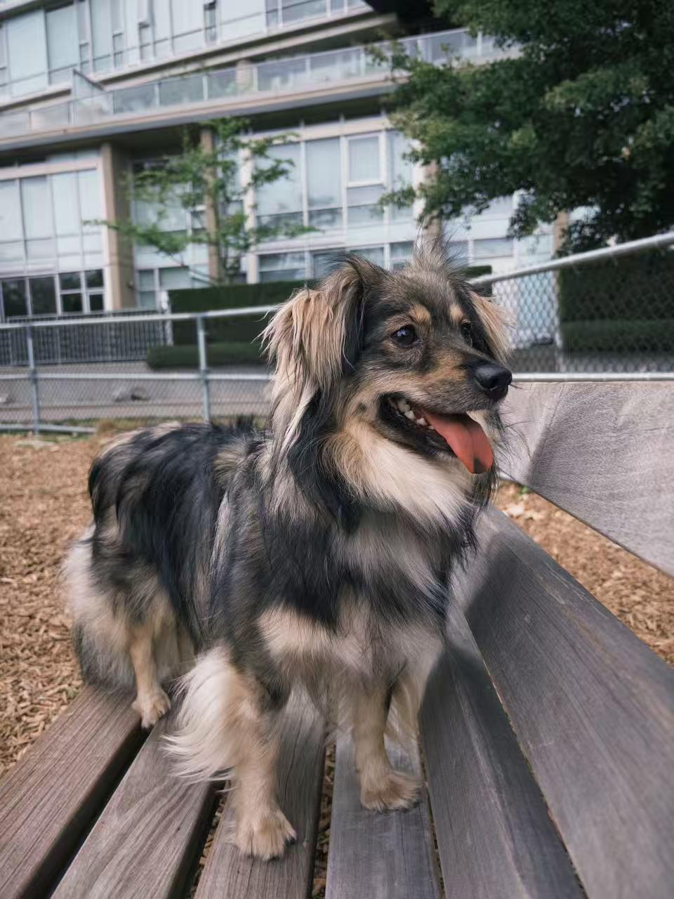 Jasmine, a ADOPTABLE Mixed Breed in Vancouver, BC image 2/4