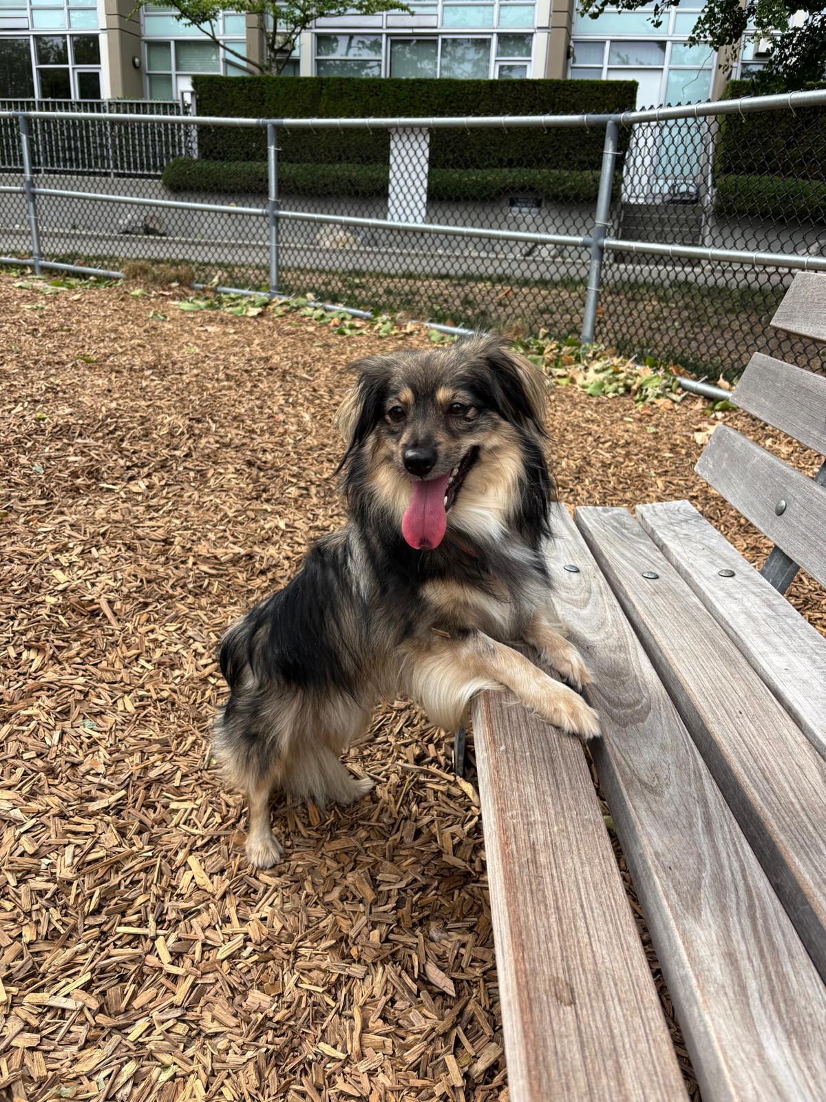 Jasmine, a ADOPTABLE Mixed Breed in Vancouver, BC image 3/4