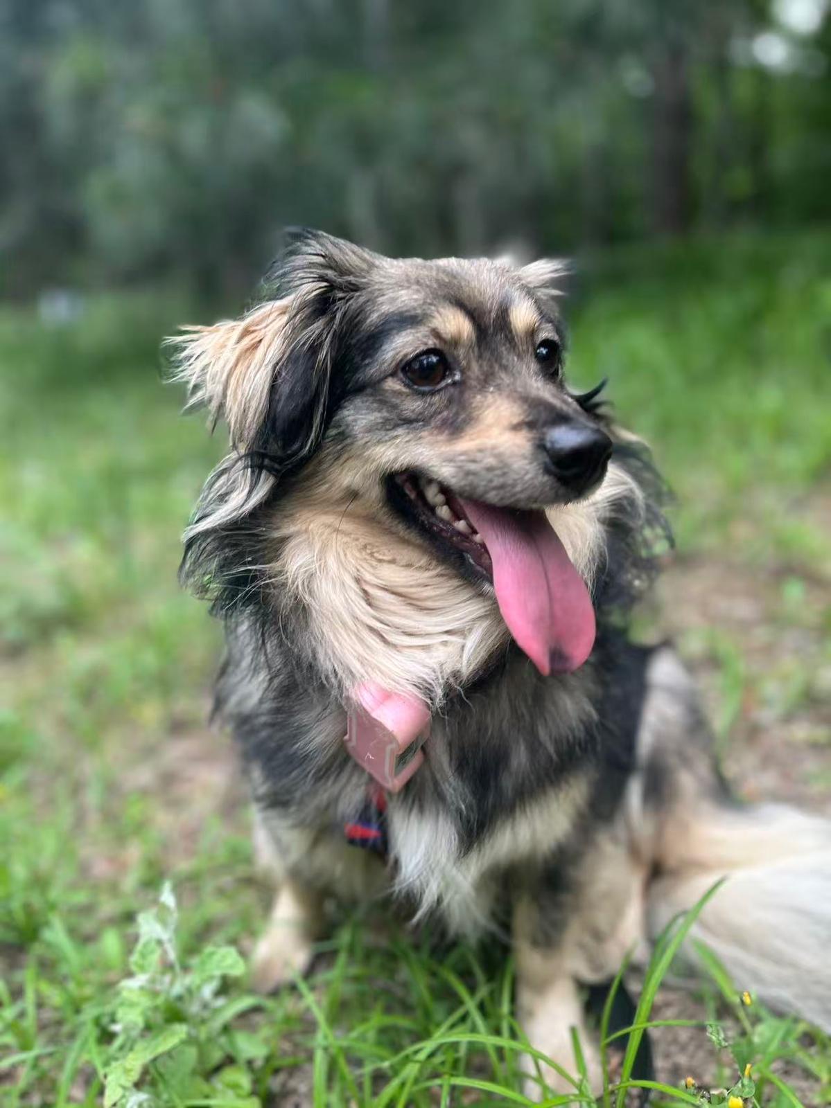 Jasmine, a ADOPTABLE Mixed Breed in Vancouver, BC image 4/4