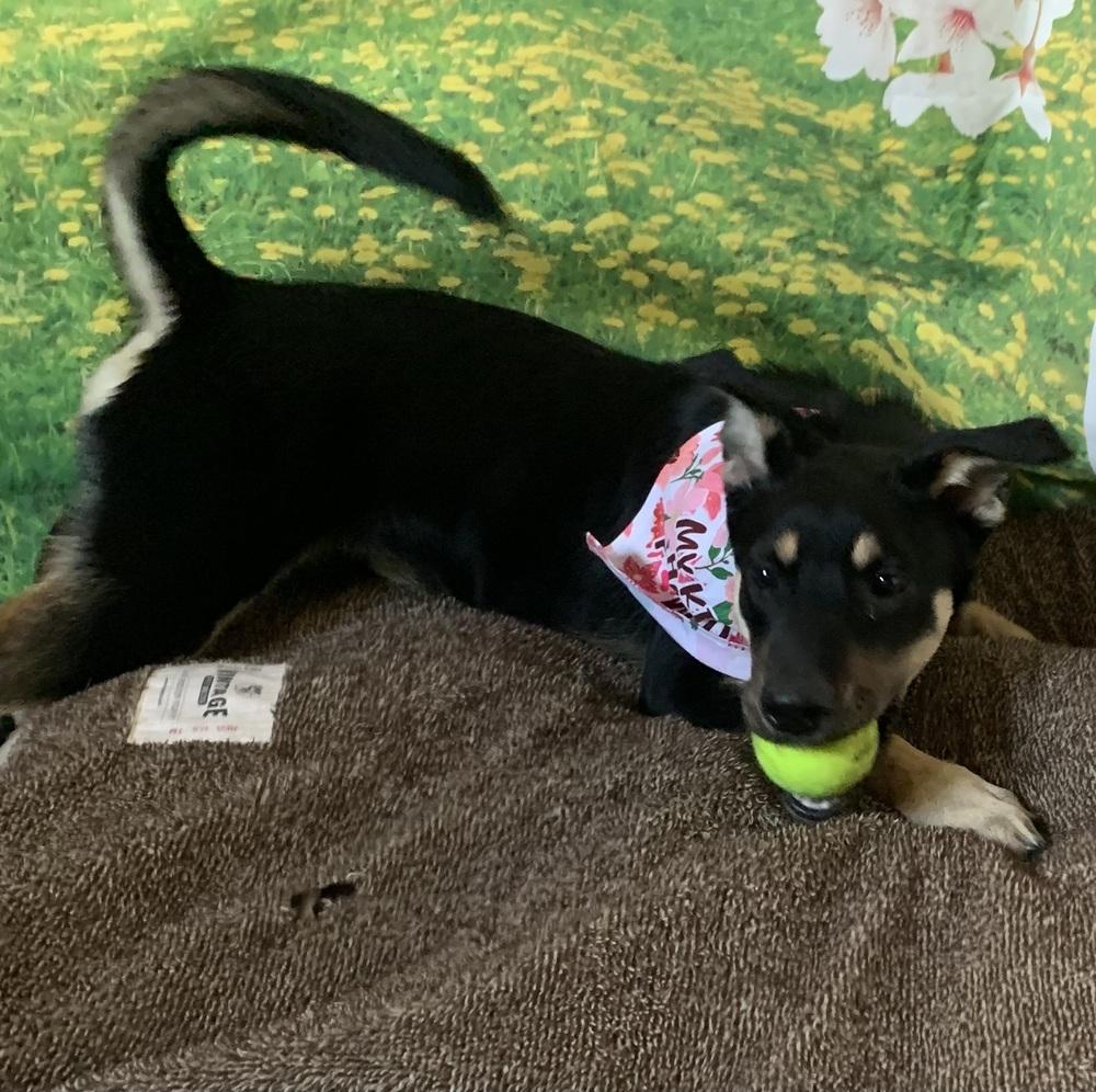 Peaches, Adoptable, Puppy Female Mixed Breed.