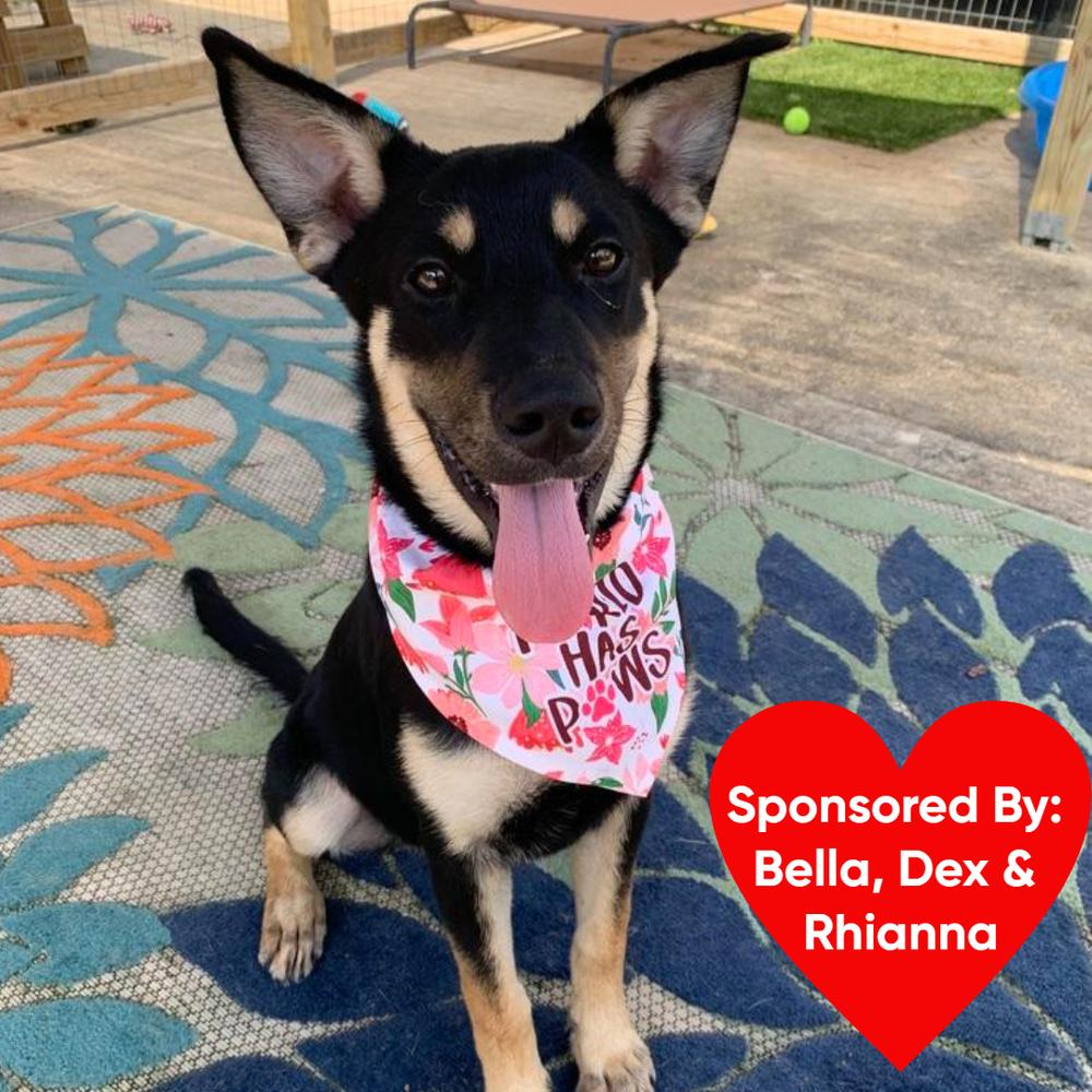 Peaches, a Adoptable mixed breed in San Leon, TX image 3/6