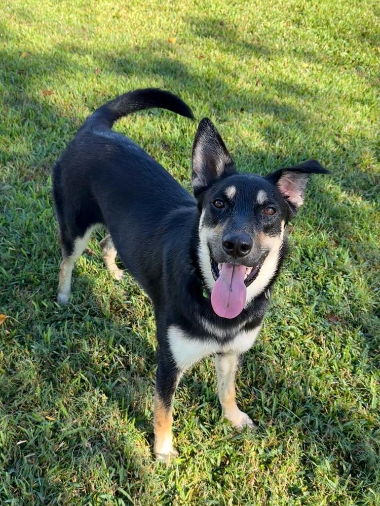 Peaches, a Adoptable mixed breed in San Leon, TX image 4/6