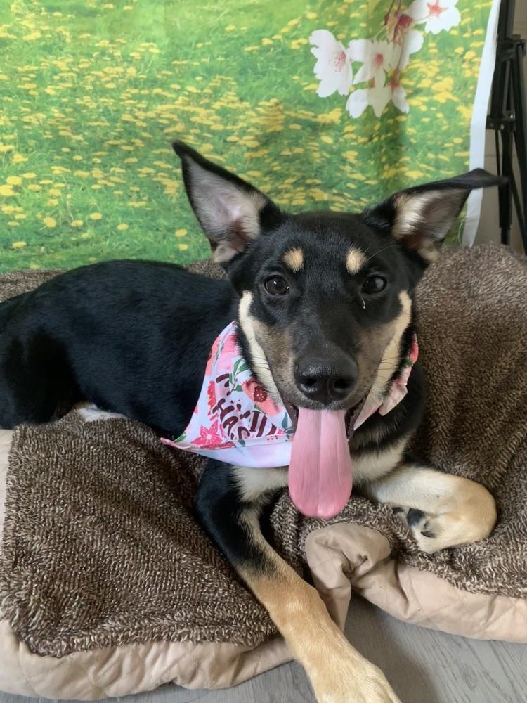 Peaches, a Adoptable mixed breed in San Leon, TX image 6/6