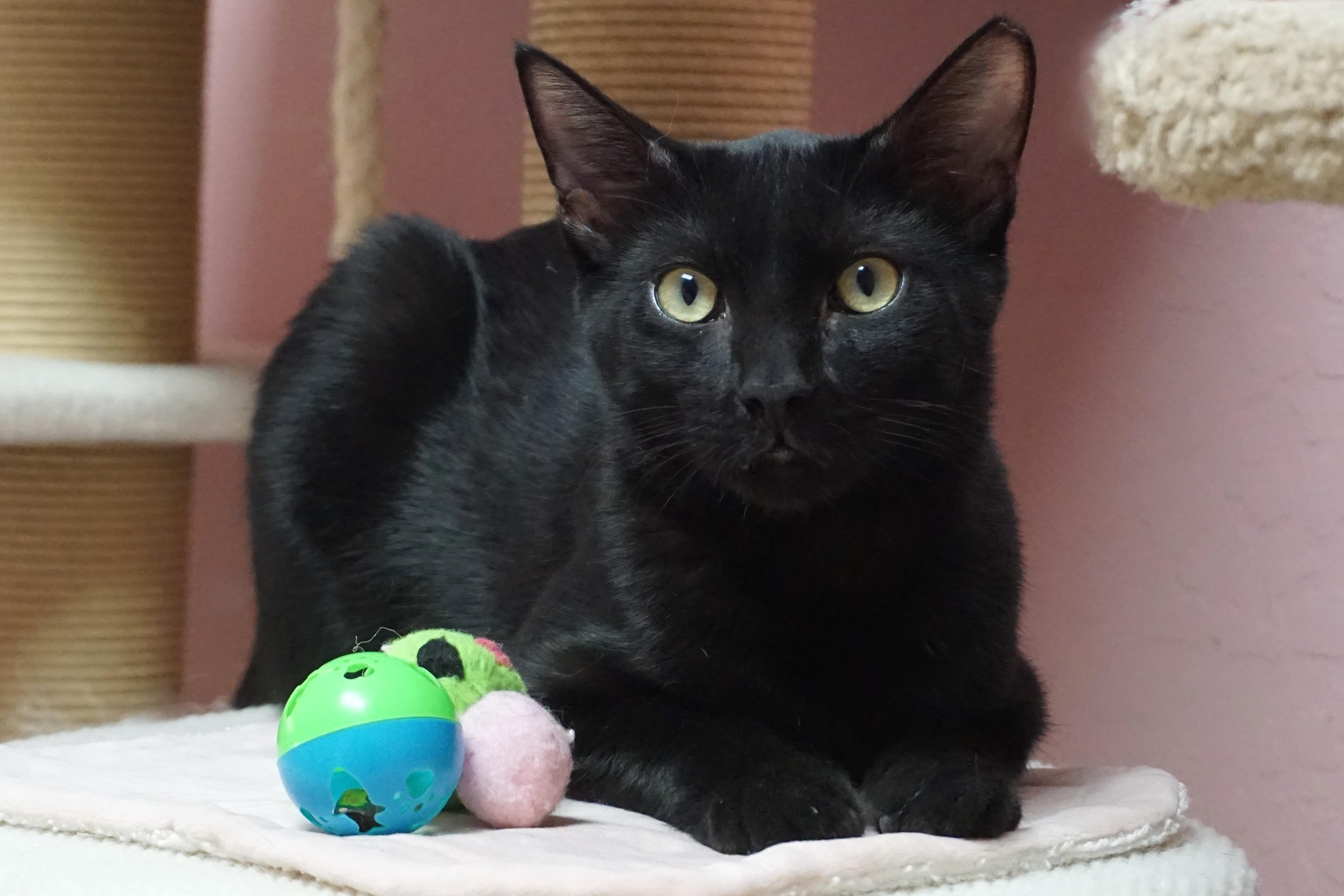 Messi Max, a Adoptable Domestic Short Hair in Fountain Hills, AZ image 2/5