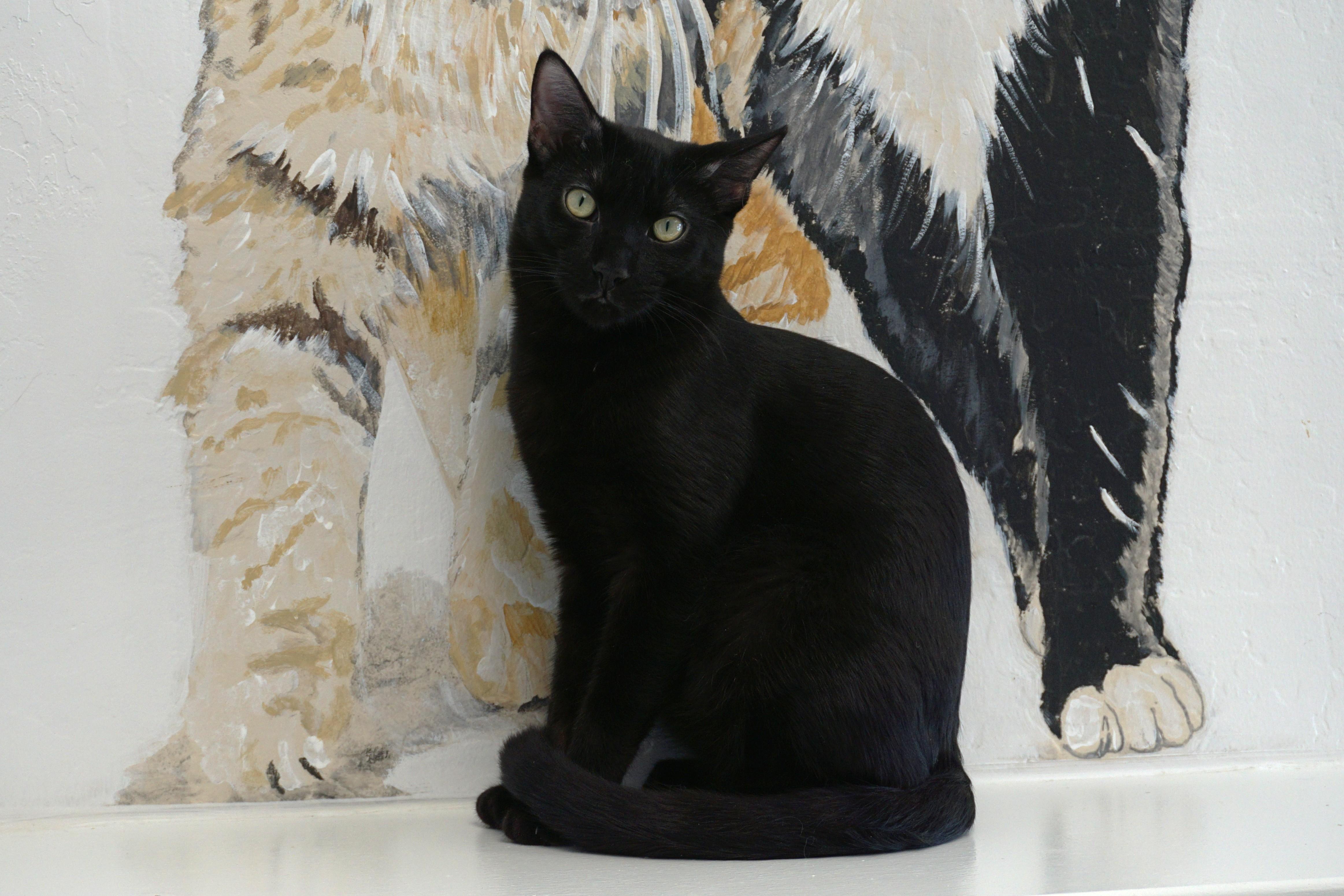 Enlarge Messi Max, a Adoptable Domestic Short Hair in Fountain Hills, AZ image 2/5