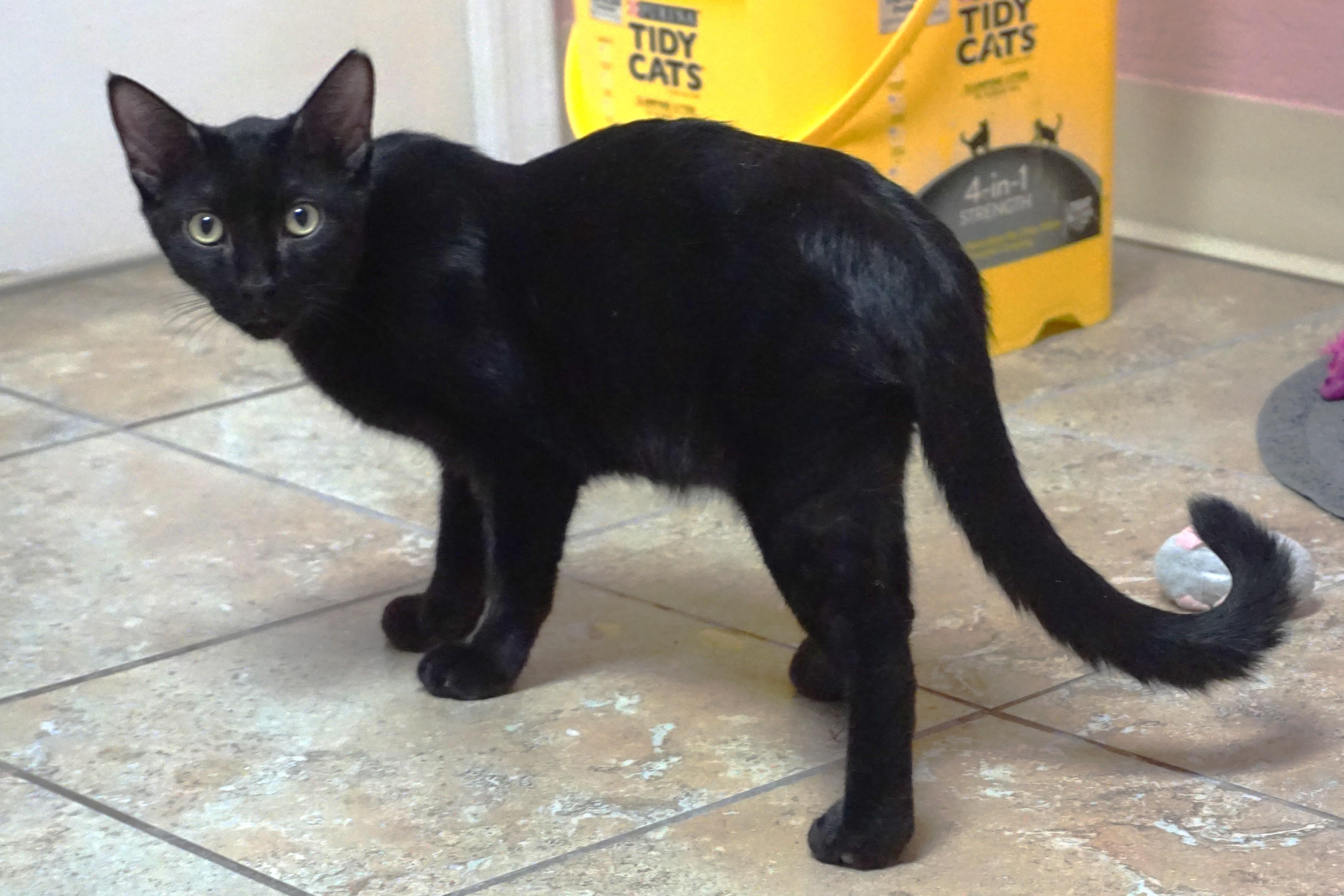 Messi Max, a Adoptable Domestic Short Hair in Fountain Hills, AZ image 5/5