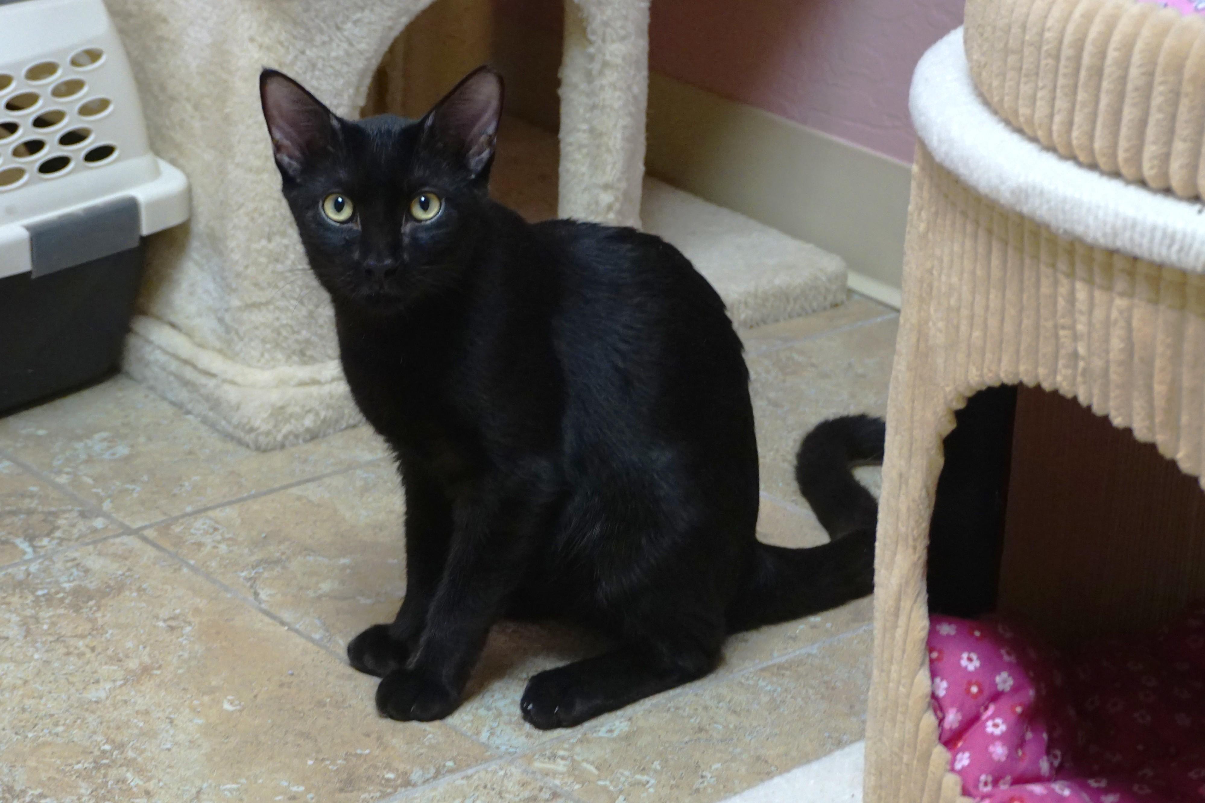 Messi Max, a Adoptable Domestic Short Hair in Fountain Hills, AZ image 3/5